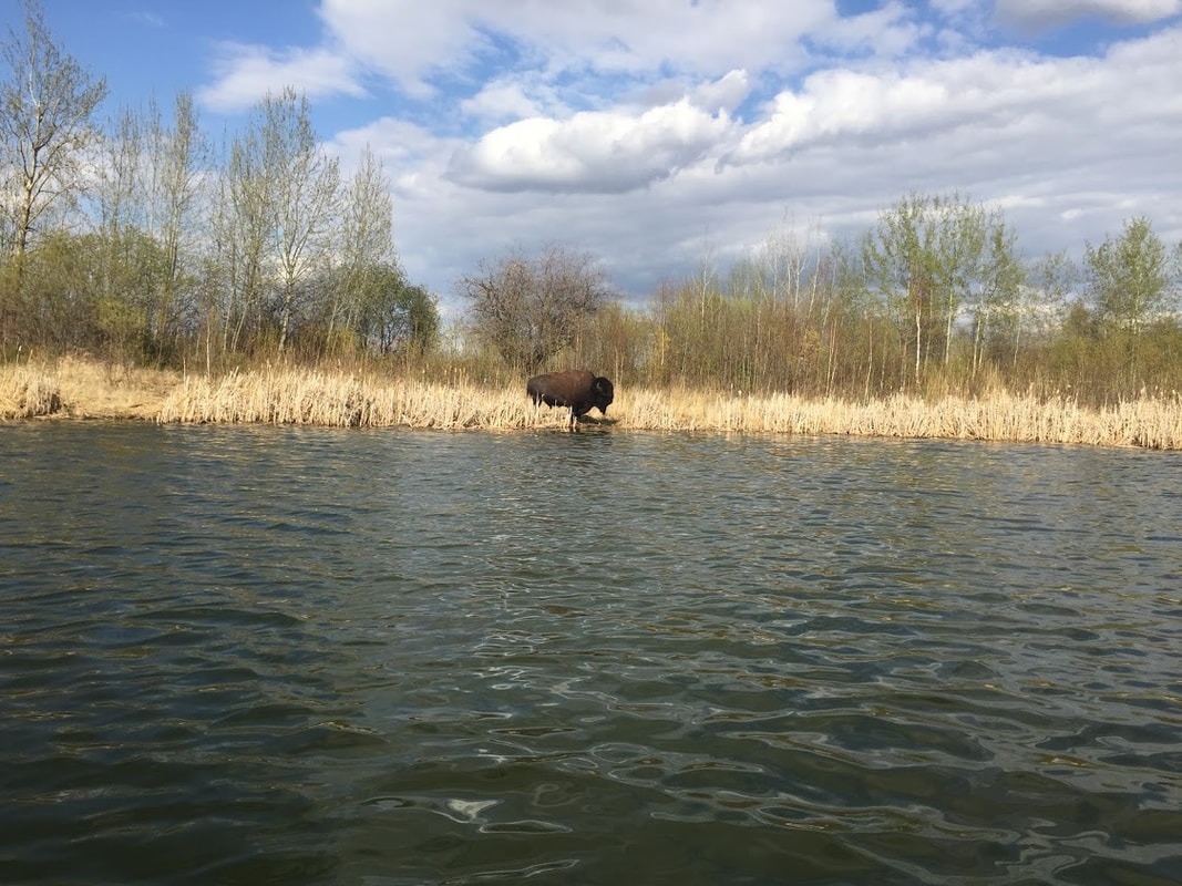 Bison among reeds on the lake shore